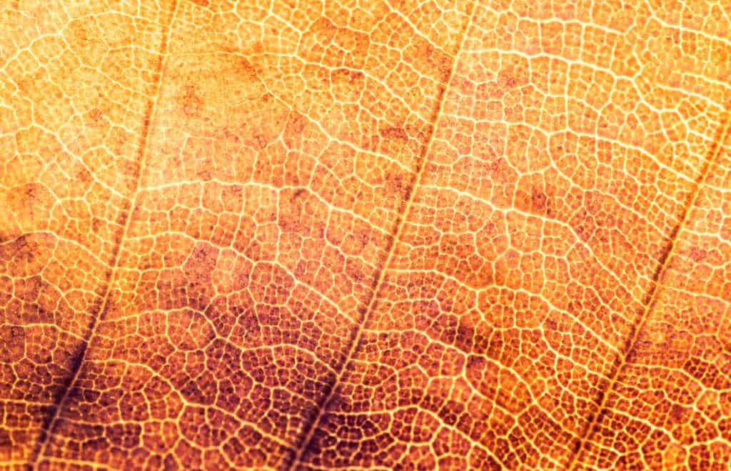 Close up of a golden brown leaf