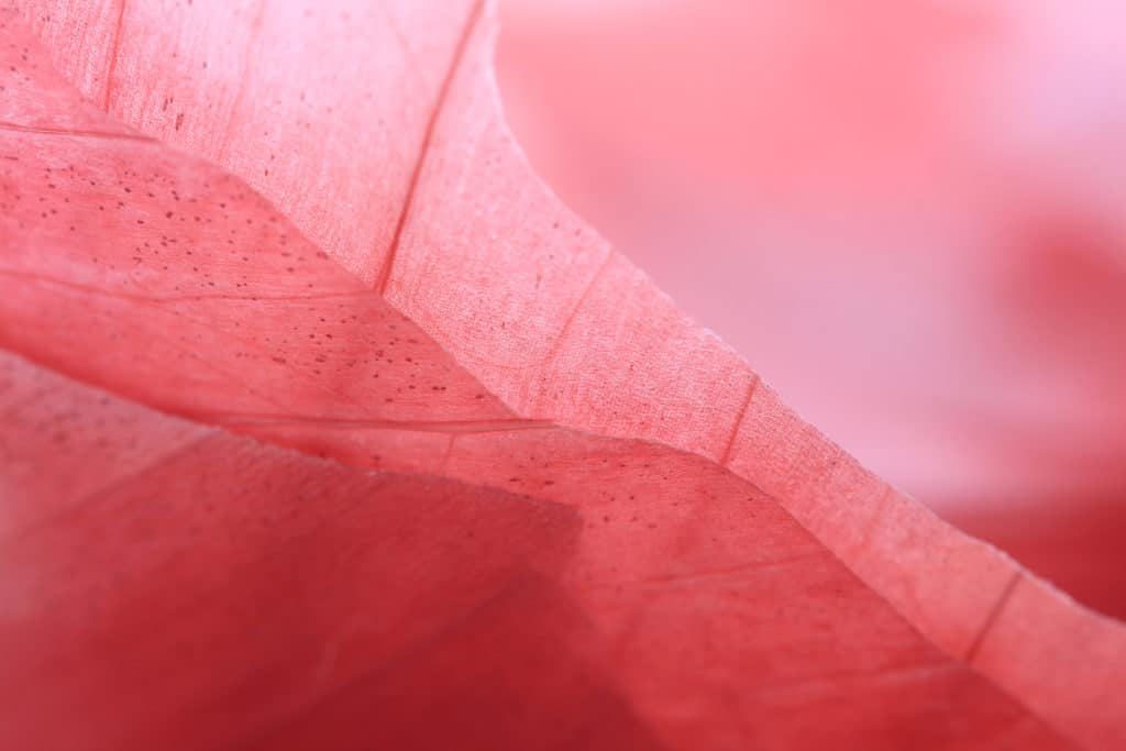 Layers of Red Onion skin showing lines and natural patterns - Monochrome backgrounds