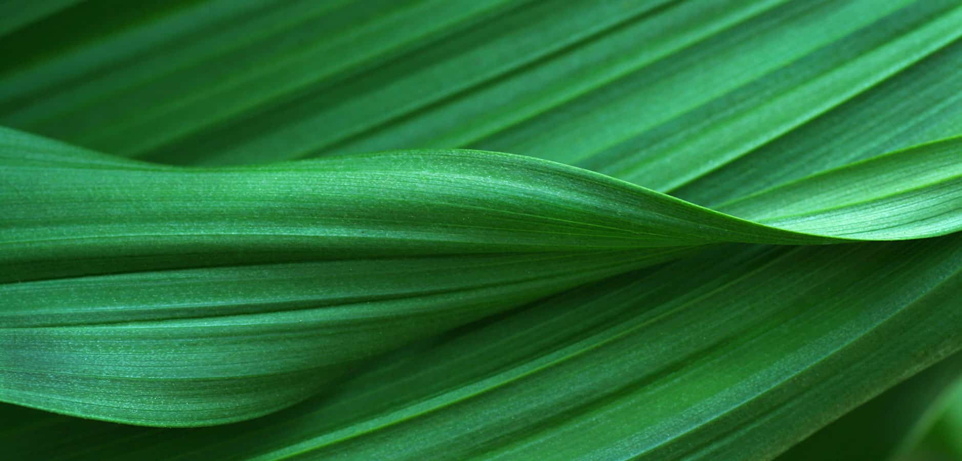 AdobeStock_Green-leaves-background green leaves