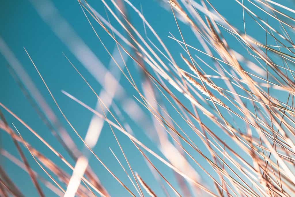 golden strands of wheat against a blue sky